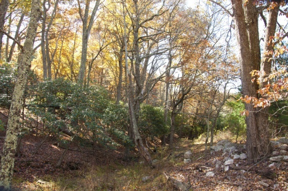 1207 Black Ridge Road Southwest Floyd, VA 24091 - Photo 12 of 37 a view of a forest with trees in the background