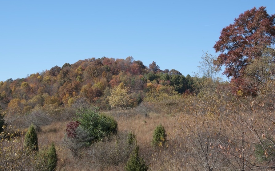 1207 Black Ridge Road Southwest Floyd, VA 24091 - Photo 13 of 37 a view of a dry yard with trees