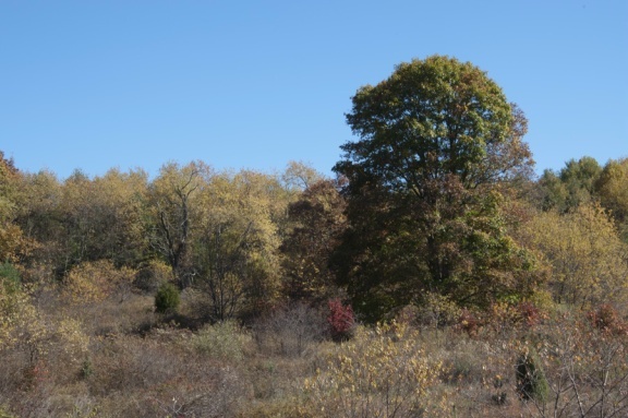 1207 Black Ridge Road Southwest Floyd, VA 24091 - Photo 15 of 37 a view of a forest