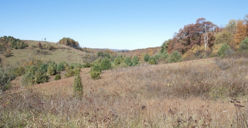 1207 Black Ridge Road Southwest Floyd, VA 24091 - Photo 17 of 37 a view of a dry yard with trees in the background