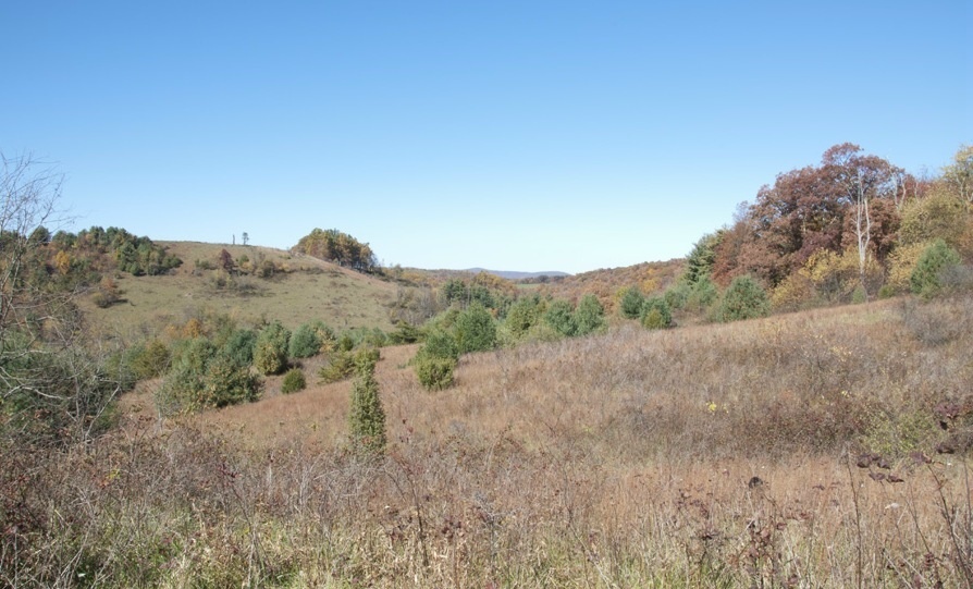 1207 Black Ridge Road Southwest Floyd, VA 24091 - Photo 19 of 37 a view of a dry yard with trees