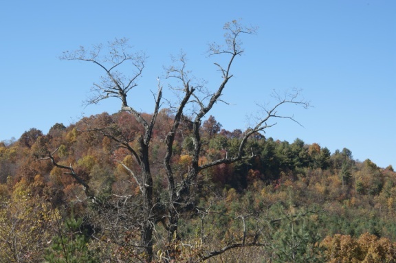 1207 Black Ridge Road Southwest Floyd, VA 24091 - Photo 20 of 37 a view of a tree