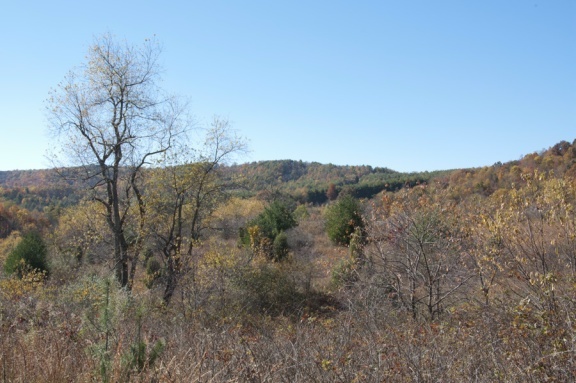 1207 Black Ridge Road Southwest Floyd, VA 24091 - Photo 2 of 37 a view of a dry yard with mountains in the background