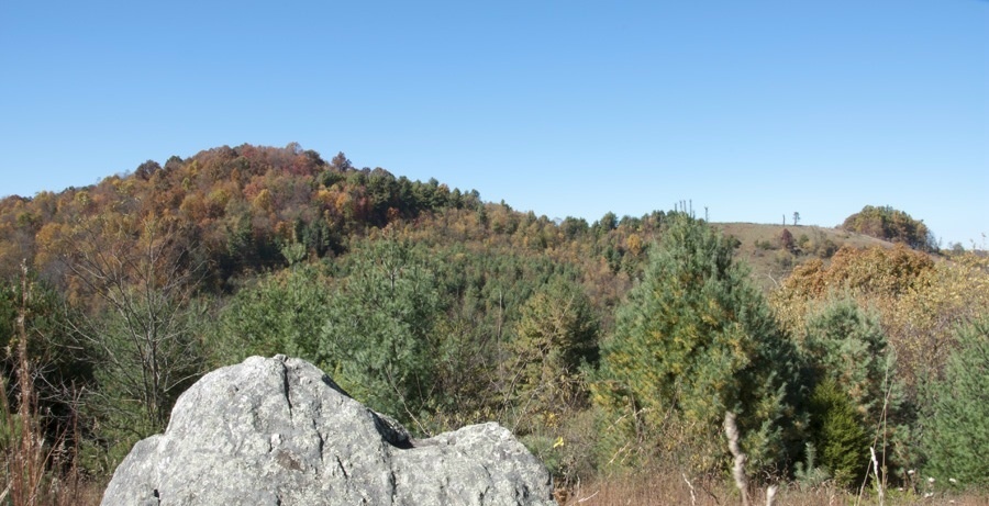 1207 Black Ridge Road Southwest Floyd, VA 24091 - Photo 22 of 37 a view of a large tree