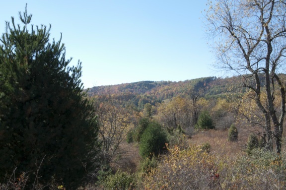 1207 Black Ridge Road Southwest Floyd, VA 24091 - Photo 28 of 37 a view of a forest with a tree in the background