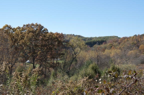 1207 Black Ridge Road Southwest Floyd, VA 24091 - Photo 29 of 37 a view of a forest with a tree in the background