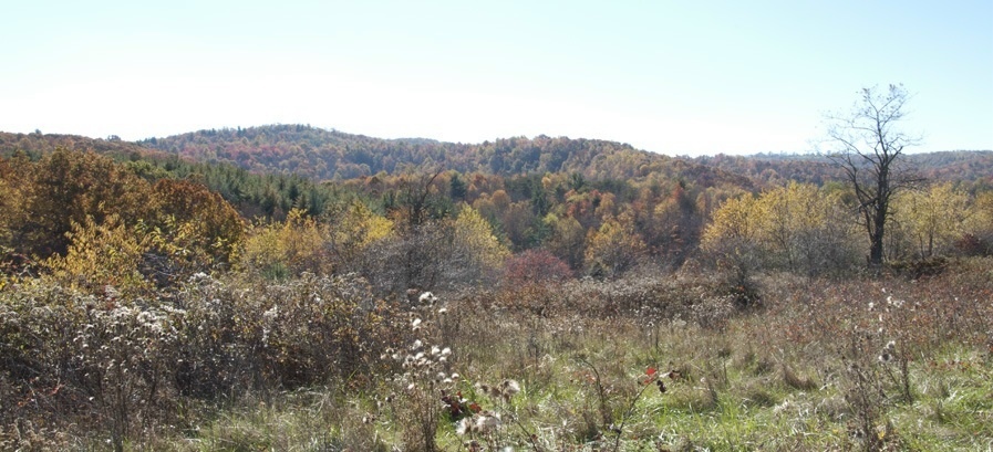1207 Black Ridge Road Southwest Floyd, VA 24091 - Photo 3 of 37 a view of mountain and tree