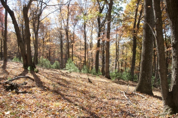 1207 Black Ridge Road Southwest Floyd, VA 24091 - Photo 36 of 37