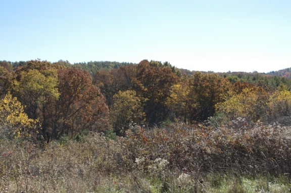 1207 Black Ridge Road Southwest Floyd, VA 24091 - Photo 7 of 37 a view of a dry yard