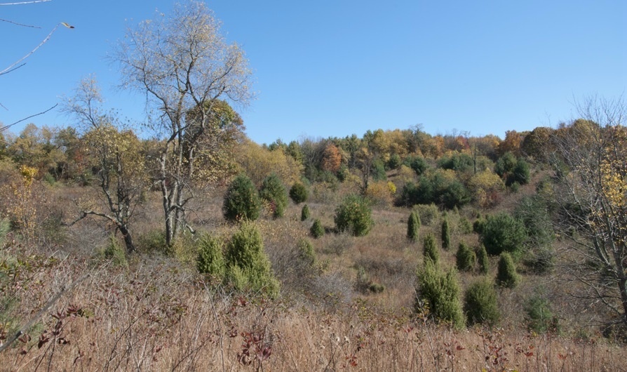 1207 Black Ridge Road Southwest Floyd, VA 24091 - Photo 10 of 37 a view of a yard in a forest