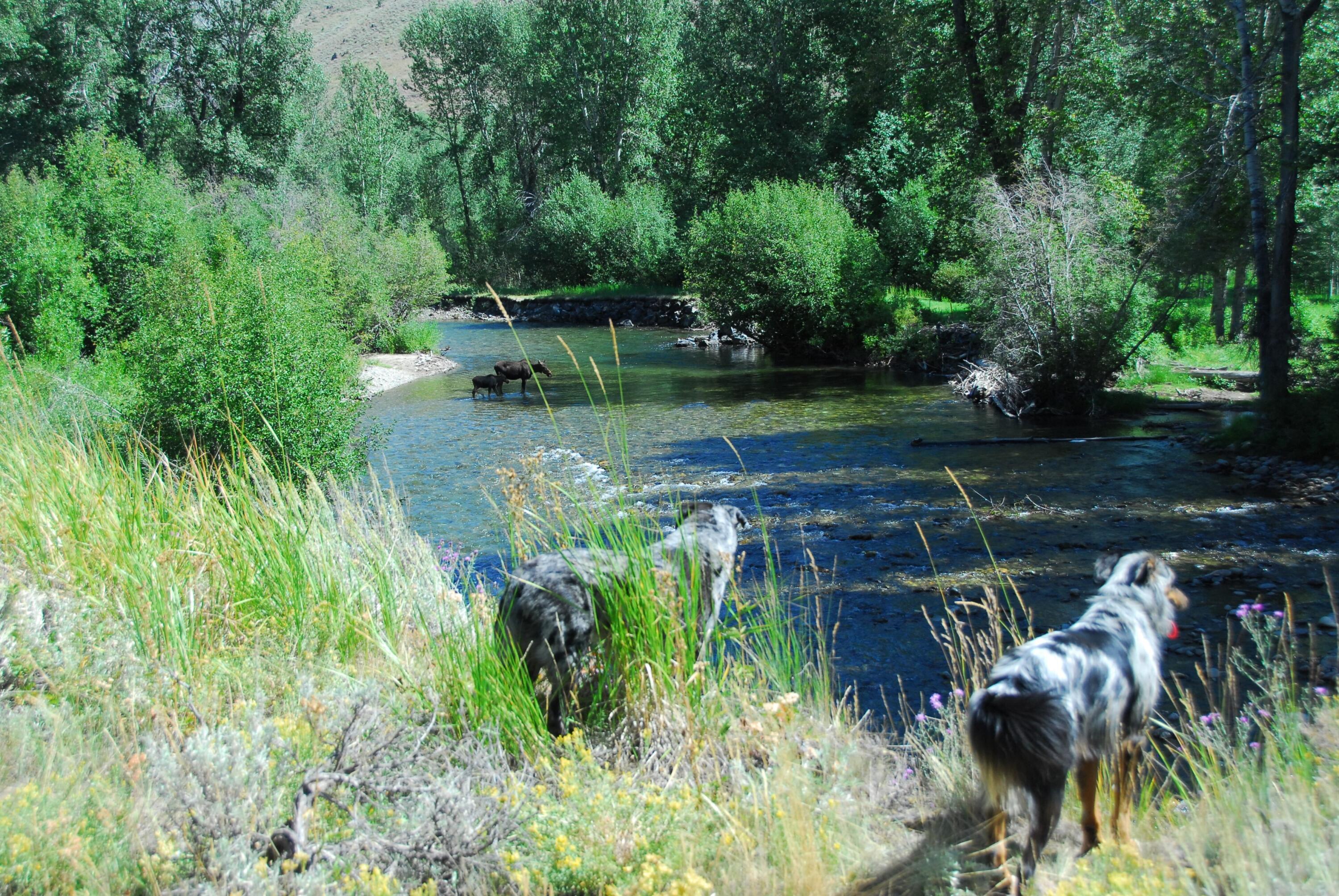 130 Black Bear Road Blaine County, ID 83340 - Photo 48 of 60 Great for animal lovers