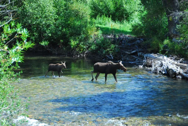 $8,395,000 | 130 Black Bear Road, Blaine County, ID 83340