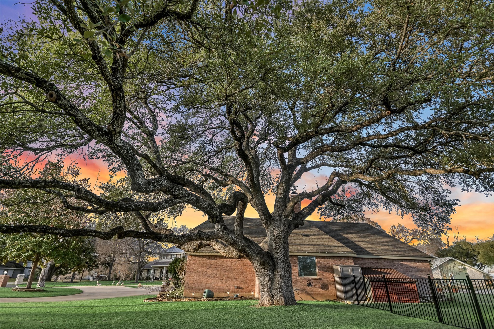1801 Sun Lake Round Rock, TX 78681 - Photo 5 of 31 A stunning heritage live oak tree in the side yard is beaconing for a swing or climbing rope!