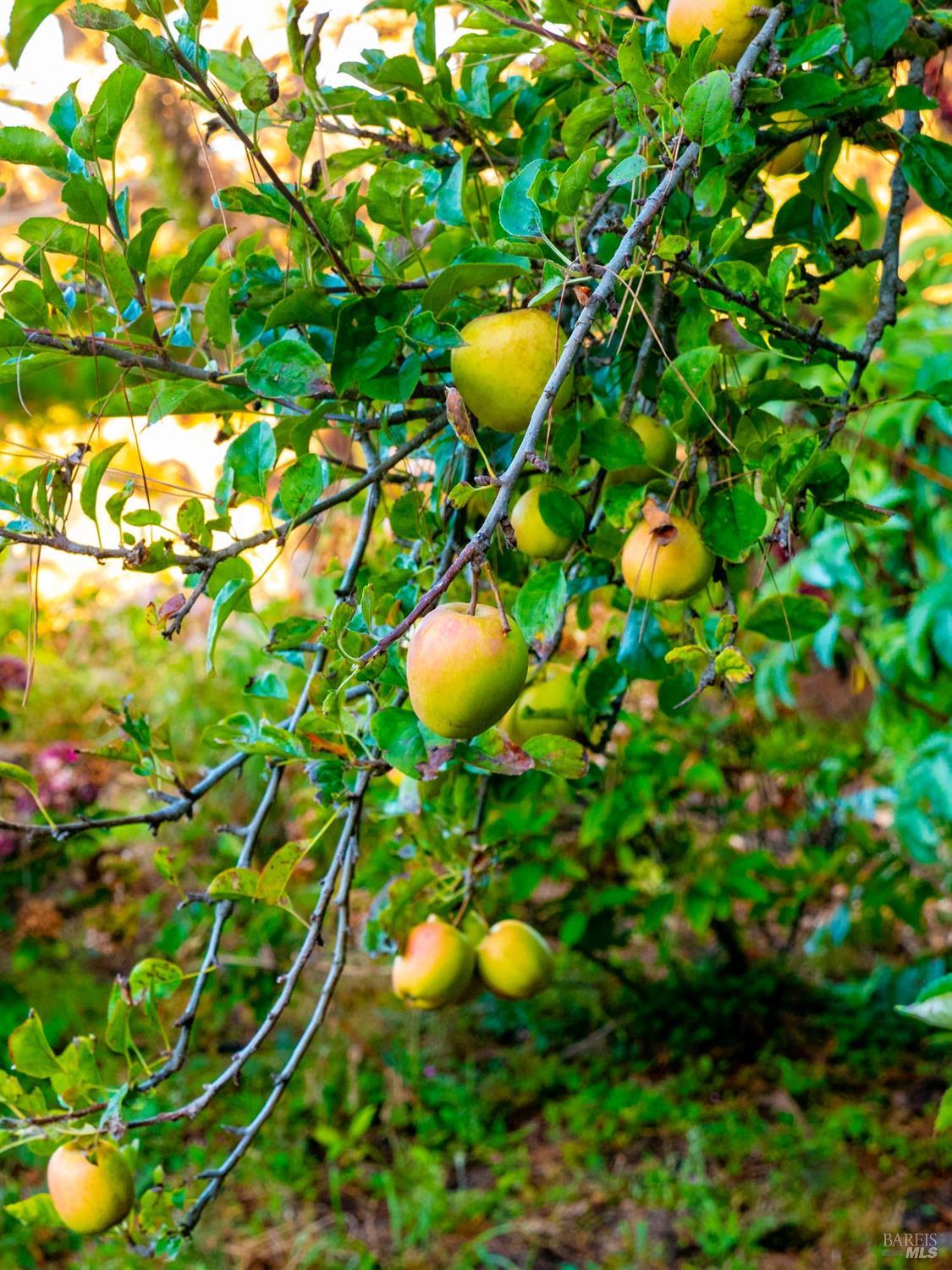 43500 Crispin Road Manchester, CA 95459 - Photo 40 of 98