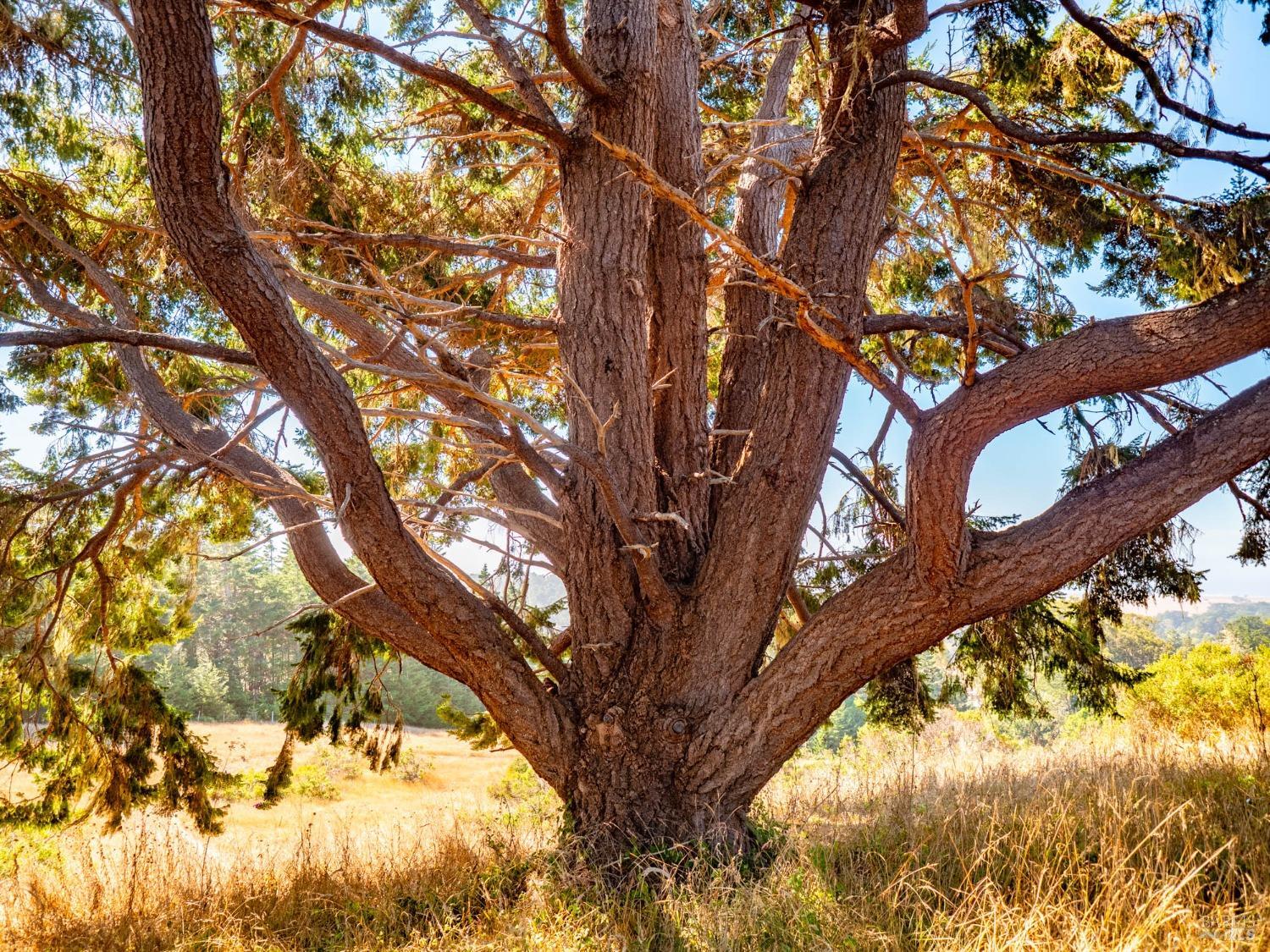 43500 Crispin Road Manchester, CA 95459 - Photo 90 of 98