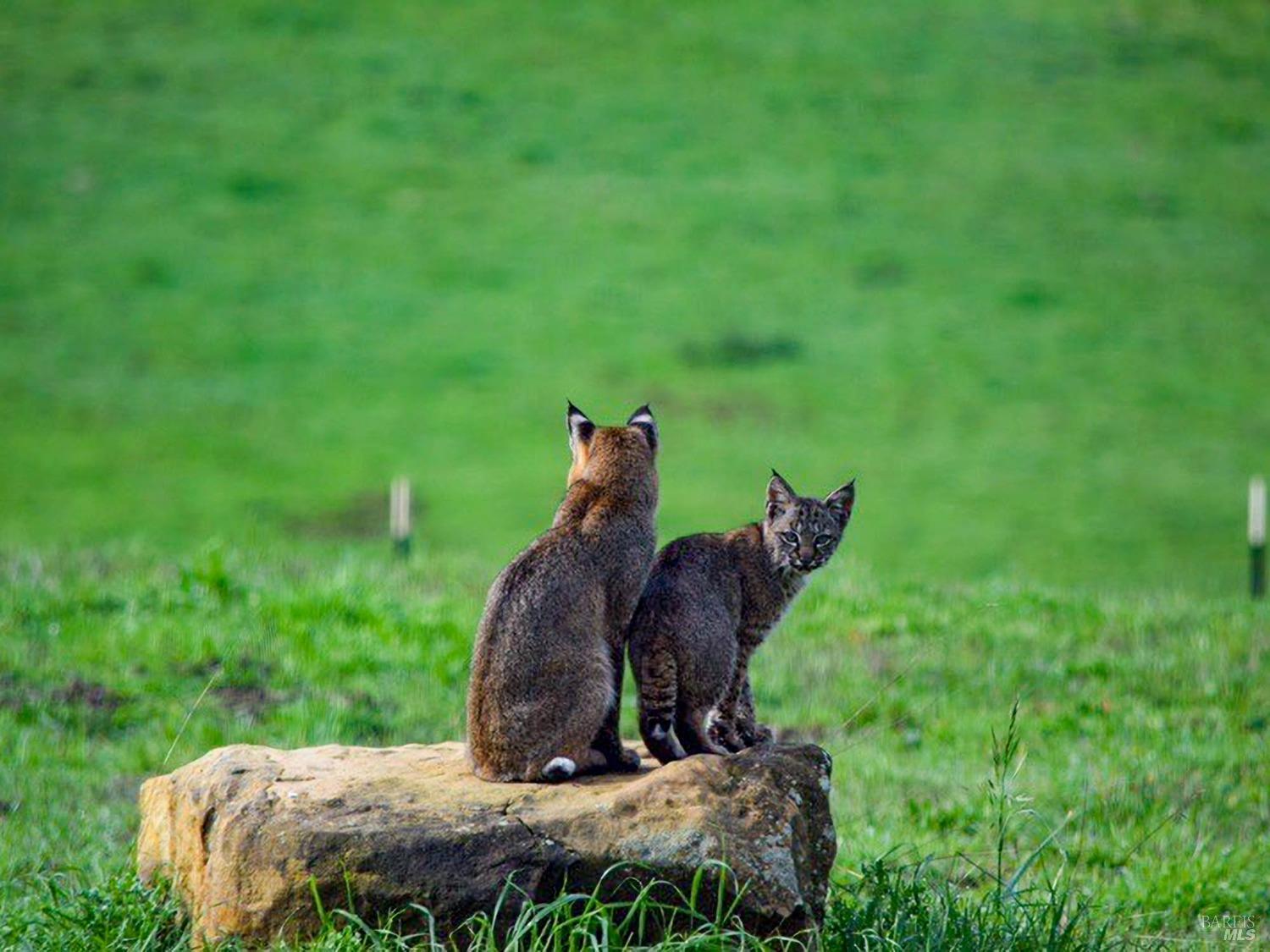 43500 Crispin Road Manchester, CA 95459 - Photo 92 of 98