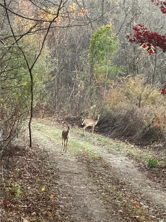 0 Old Leechburg Road Pittsburgh, PA 15239 - Photo 3 of 10 a view of a yard with a tree