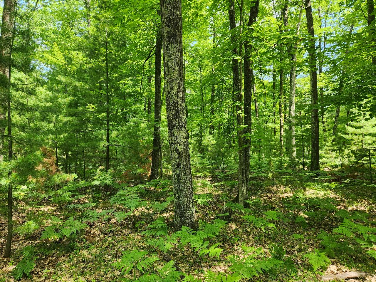 Lot On Agawak Road Minocqua, WI 54548 - Photo 2 of 7 Gallery Image 2