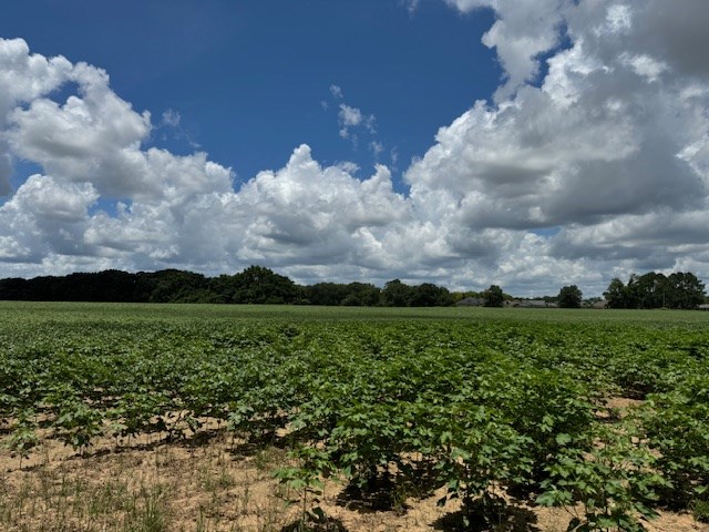25 & Barrington Road Midland City, AL 36350 - Photo 16 of 21