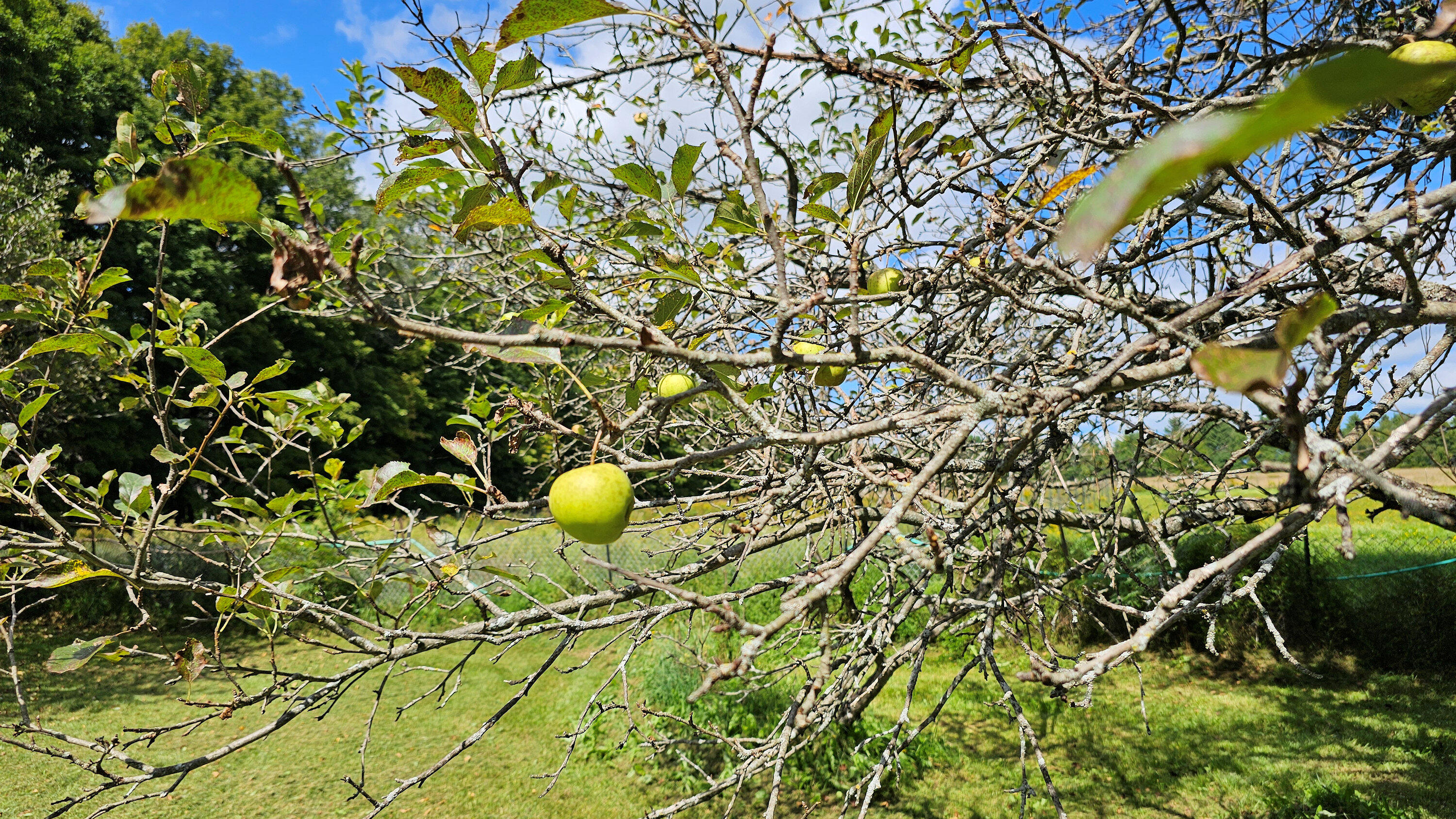 170 N Road Harmony, ME 04942 - Photo 6 of 56 Apple Tree