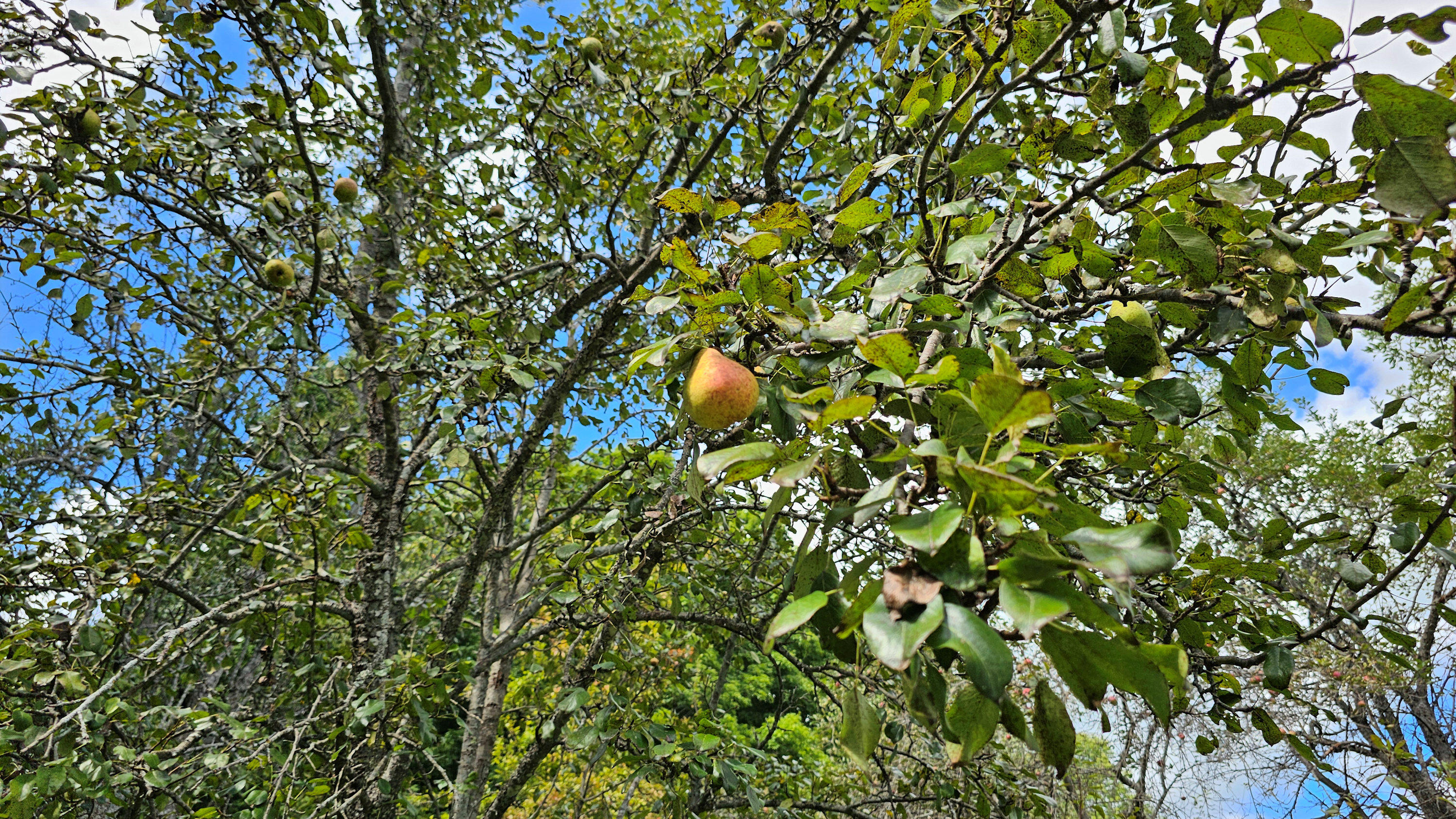 170 N Road Harmony, ME 04942 - Photo 8 of 56 Pear Tree