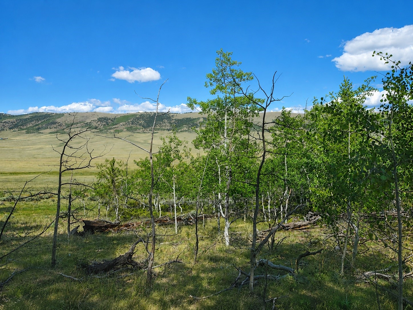 2381 Redhill Road Fairplay, CO 80440 - Photo 5 of 9