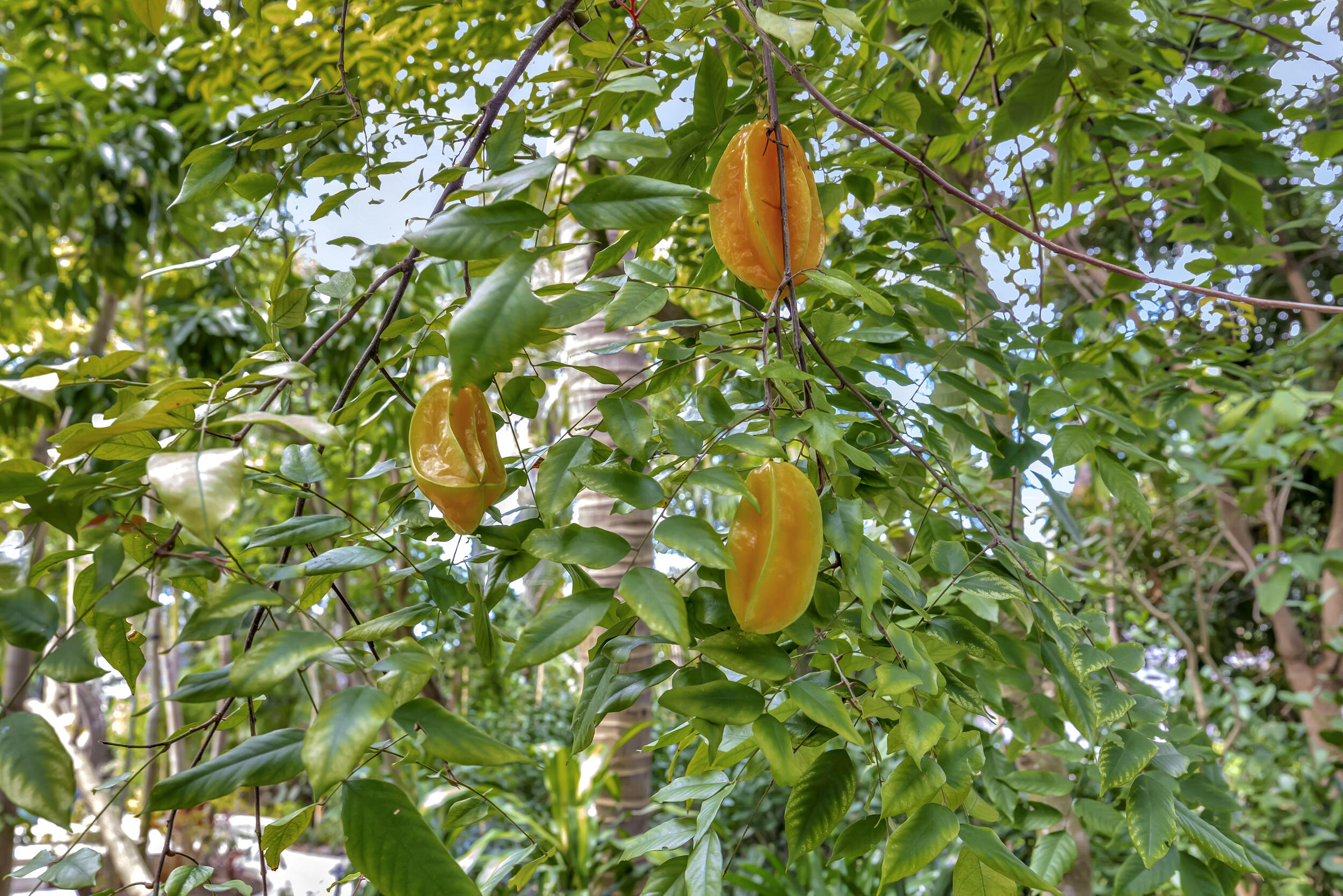 605 Wiggin Road Delray Beach, FL 33444 - Photo 88 of 123 098_5z3a1604