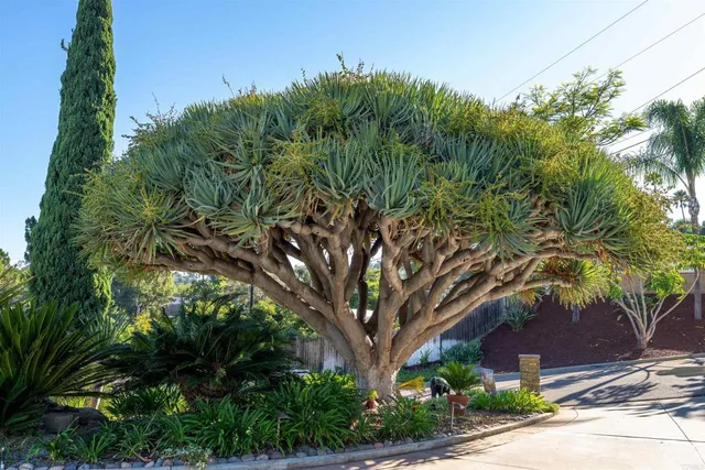 a plant in front of a building