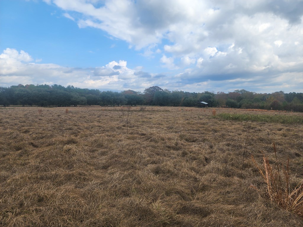 13962 Highway 95 Abbeville, AL 36310 - Photo 6 of 27