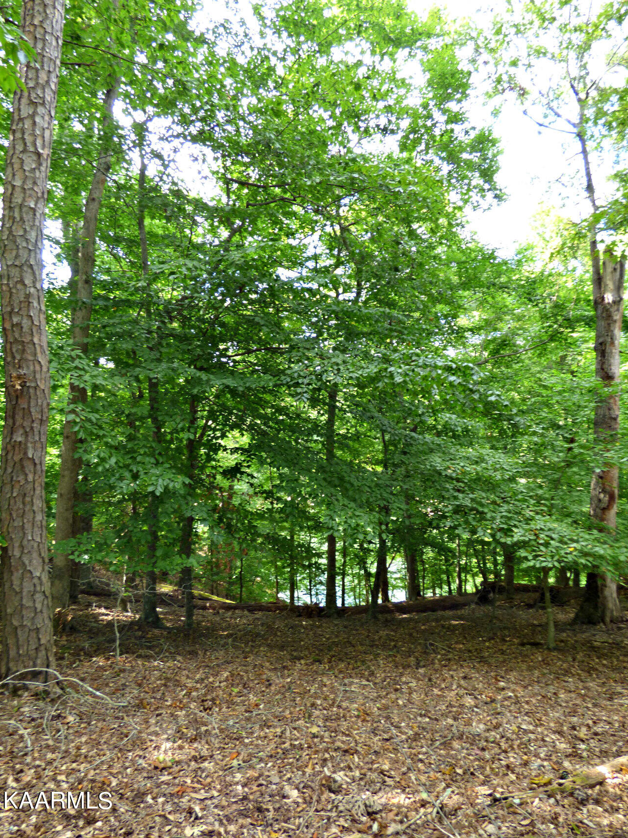 21 Woods Ridge Road Dandridge, TN 37725 - Photo 13 of 25 P1260101