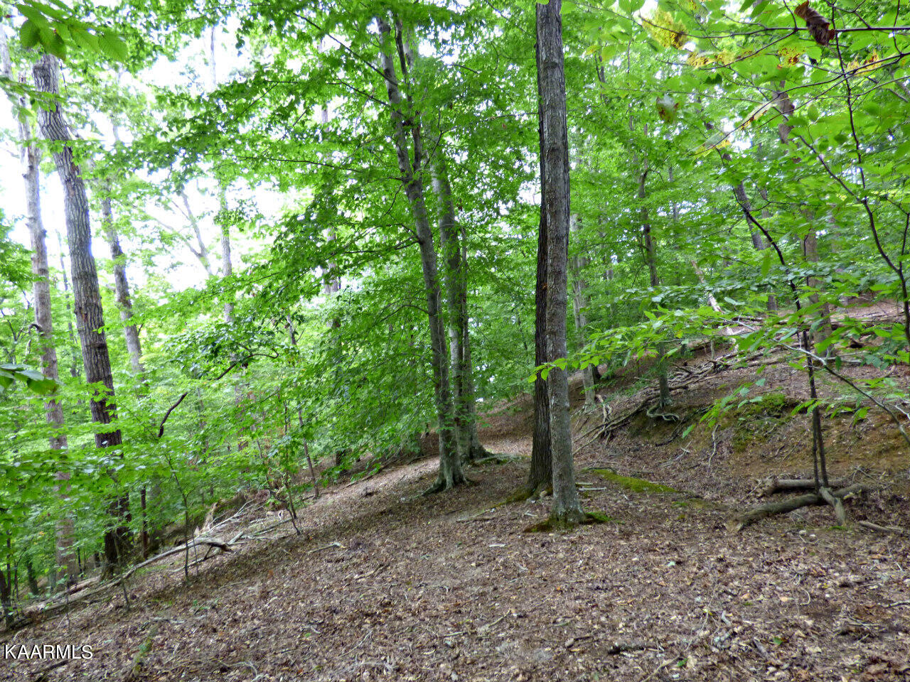 21 Woods Ridge Road Dandridge, TN 37725 - Photo 21 of 25 P1260052