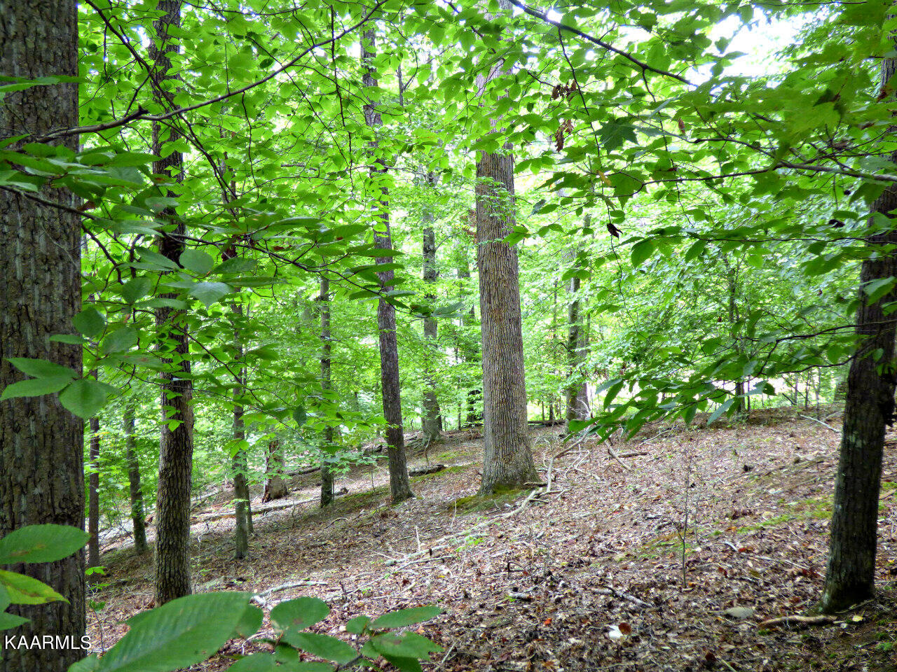 21 Woods Ridge Road Dandridge, TN 37725 - Photo 23 of 25 P1260055
