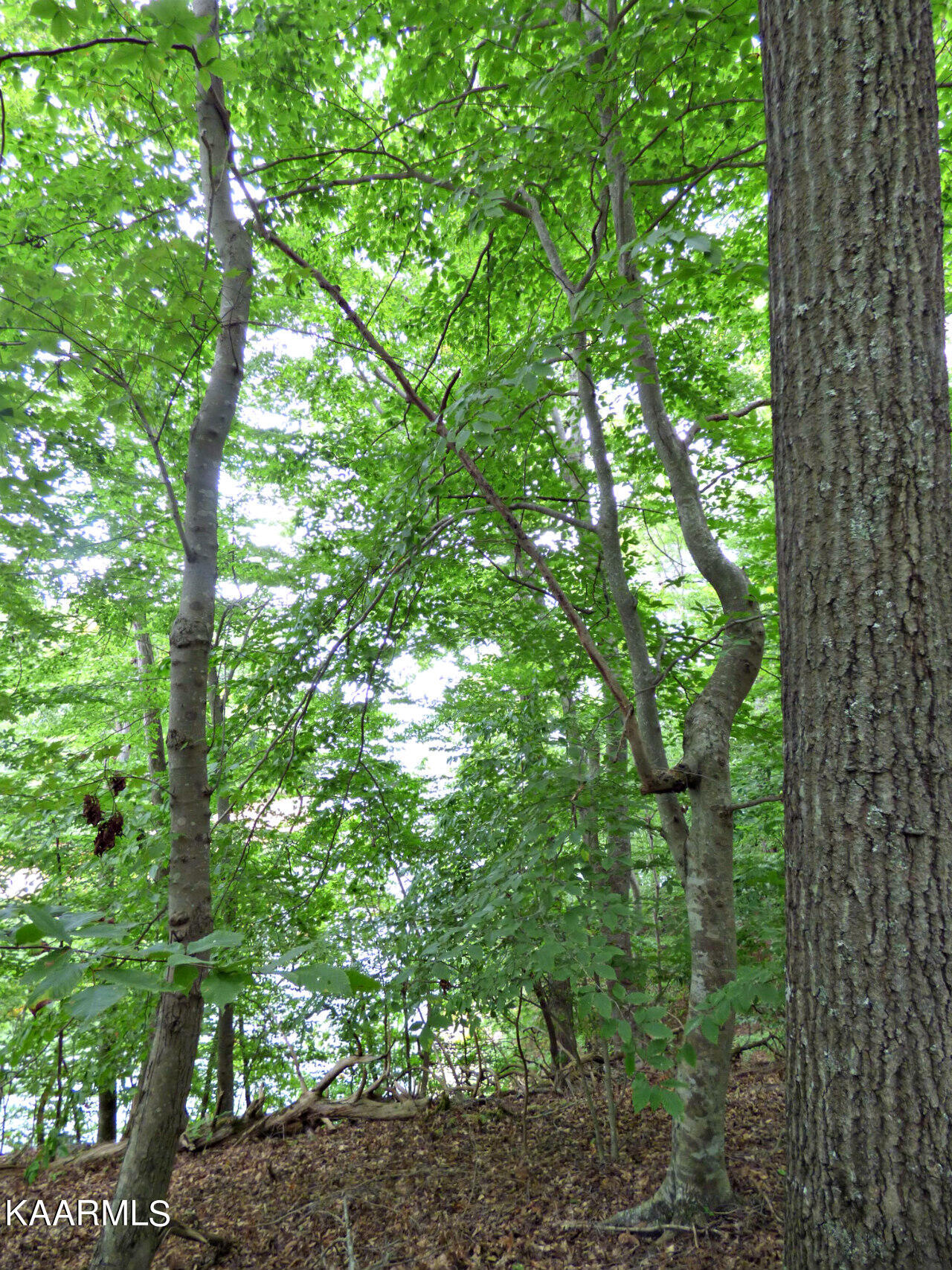 21 Woods Ridge Road Dandridge, TN 37725 - Photo 24 of 25 P1260061
