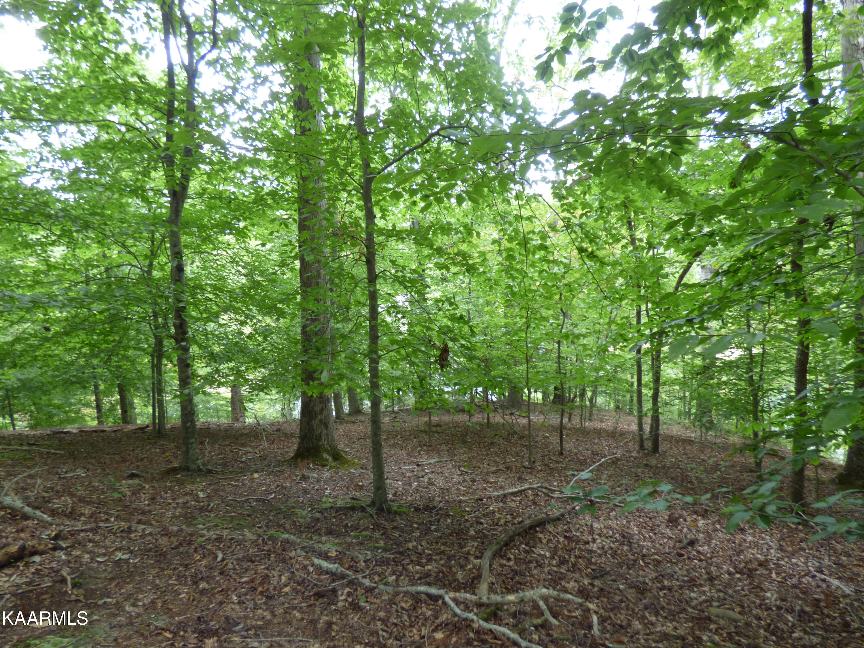 21 Woods Ridge Road Dandridge, TN 37725 - Photo 8 of 25 P1260073