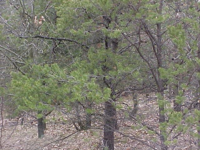 20-acres Cary Rock Road Marshfield, WI 54449 - Photo 1 of 1