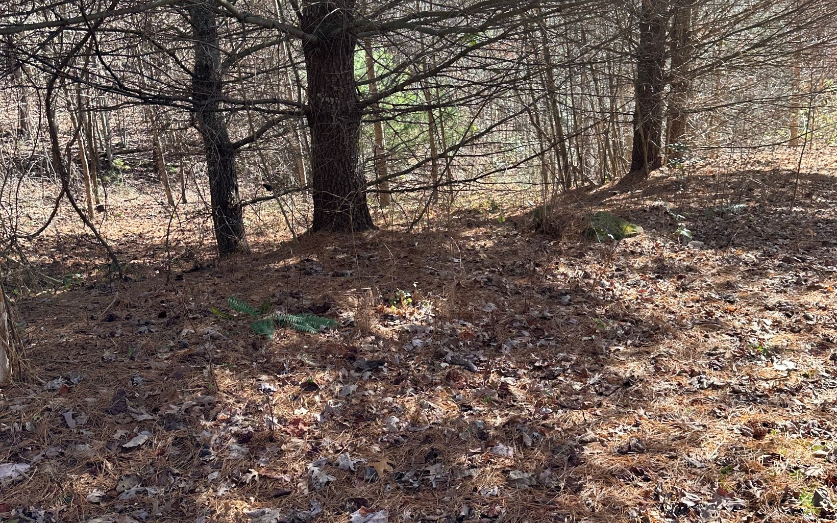 174 Burrell Mountain Road Murphy, NC 28906 - Photo 2 of 7 Additional View