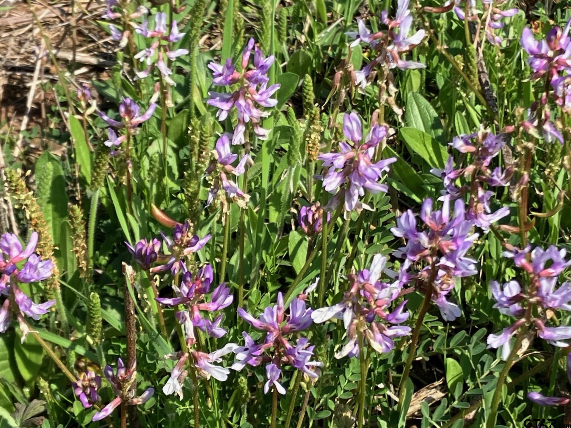 16730 Ridgeline Loop Winona, TX 75792 - Photo 6 of 13