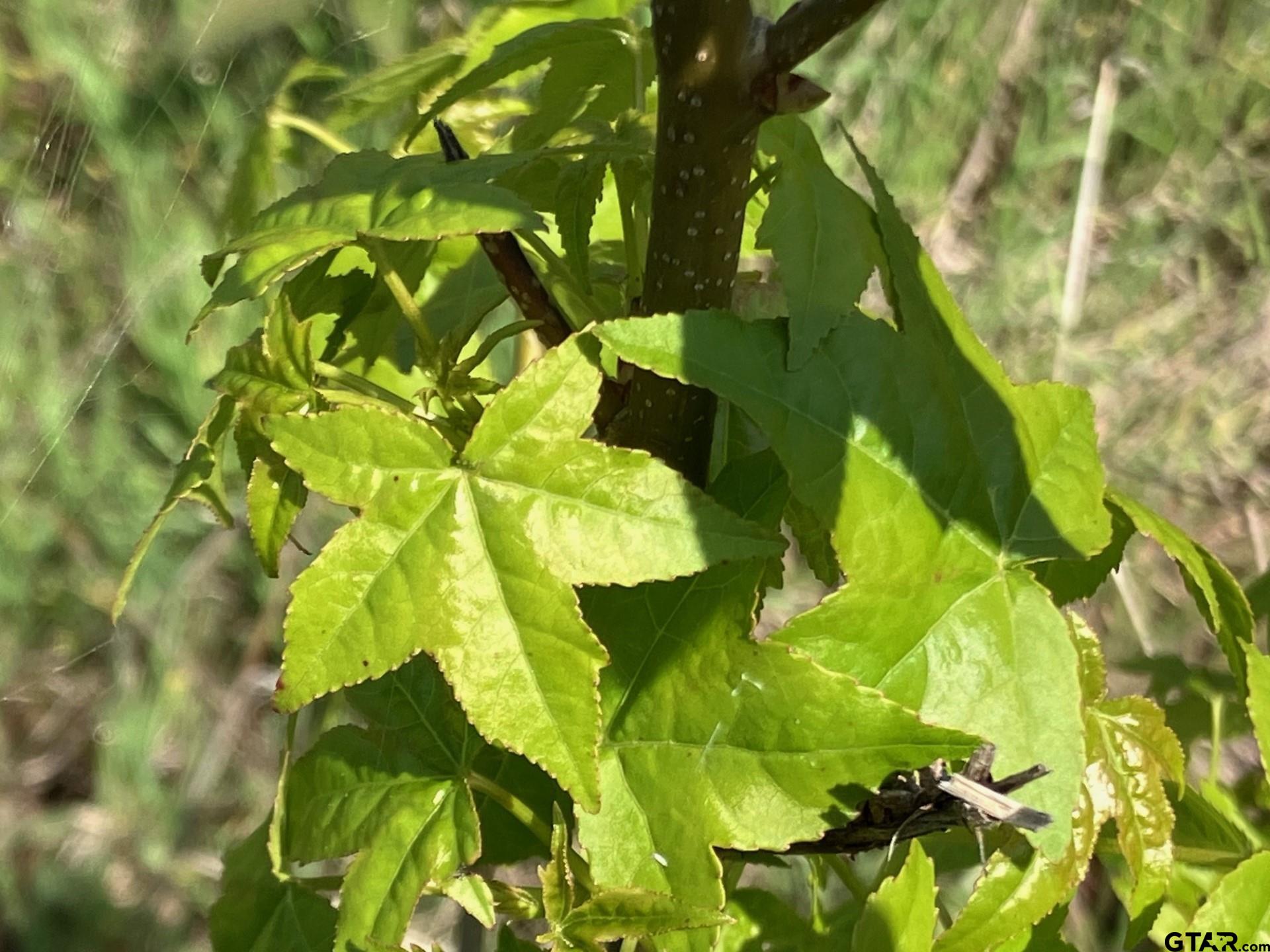 16730 Ridgeline Loop Winona, TX 75792 - Photo 7 of 13