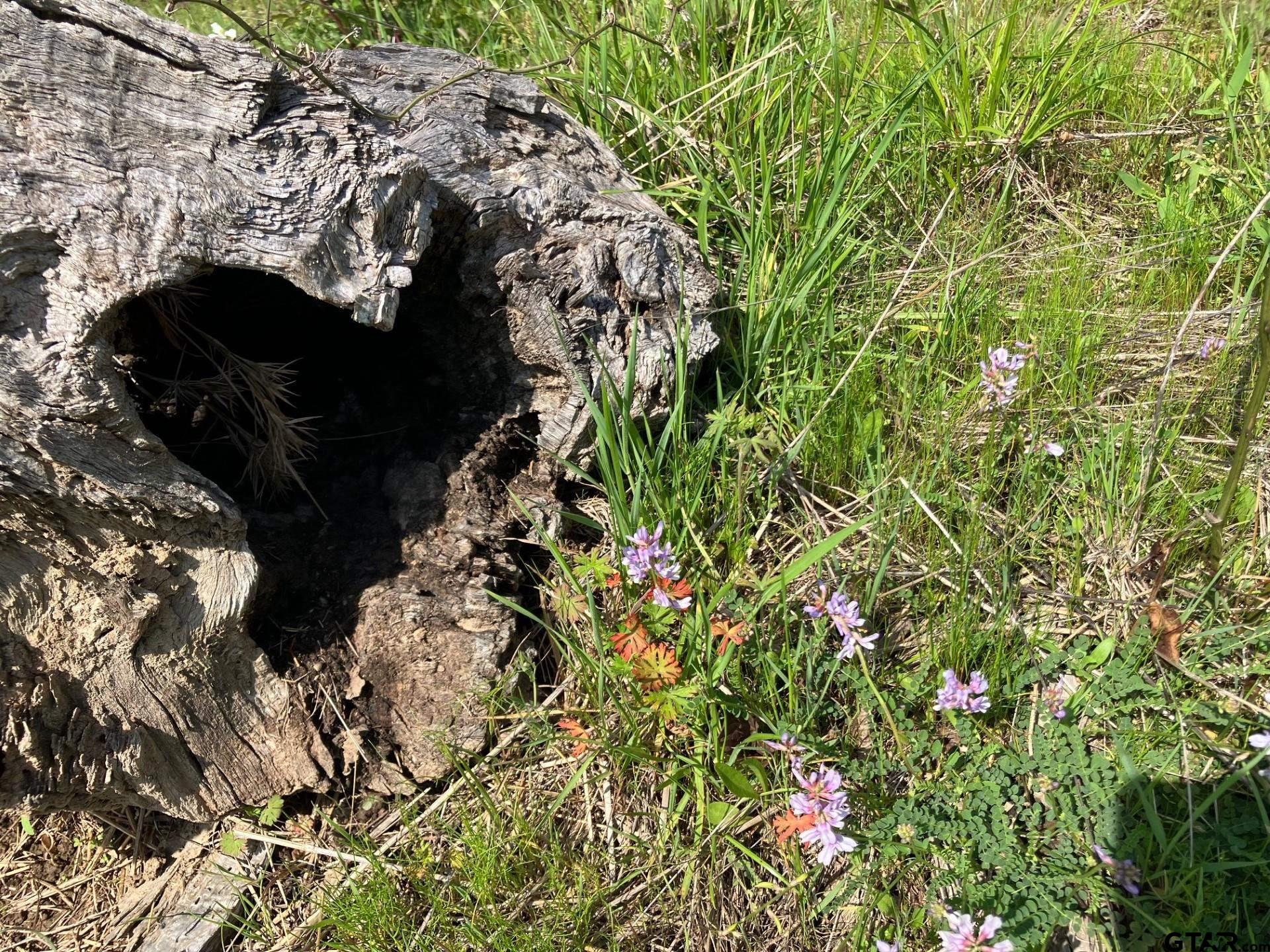 16730 Ridgeline Loop Winona, TX 75792 - Photo 8 of 13