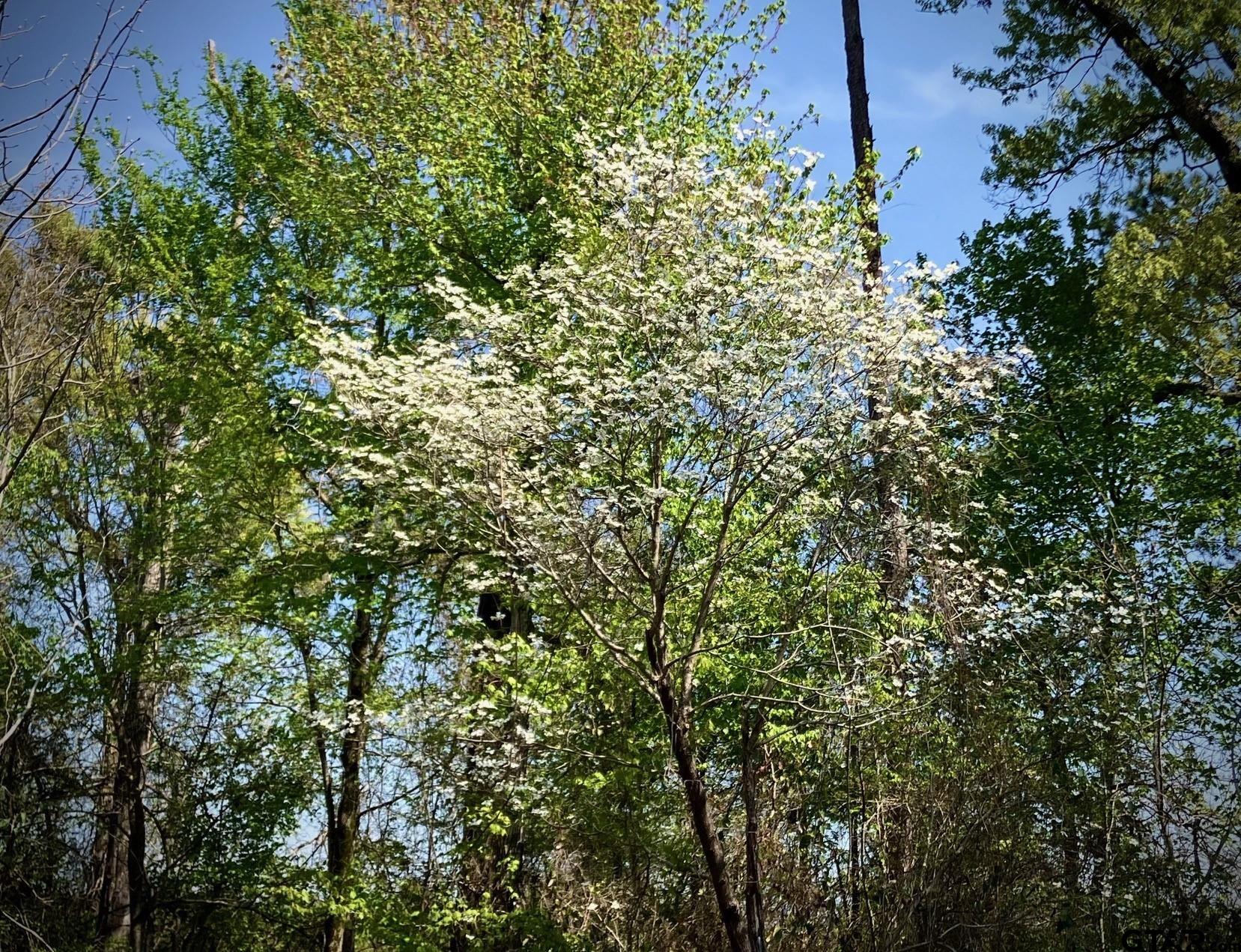 16730 Ridgeline Loop Winona, TX 75792 - Photo 9 of 13