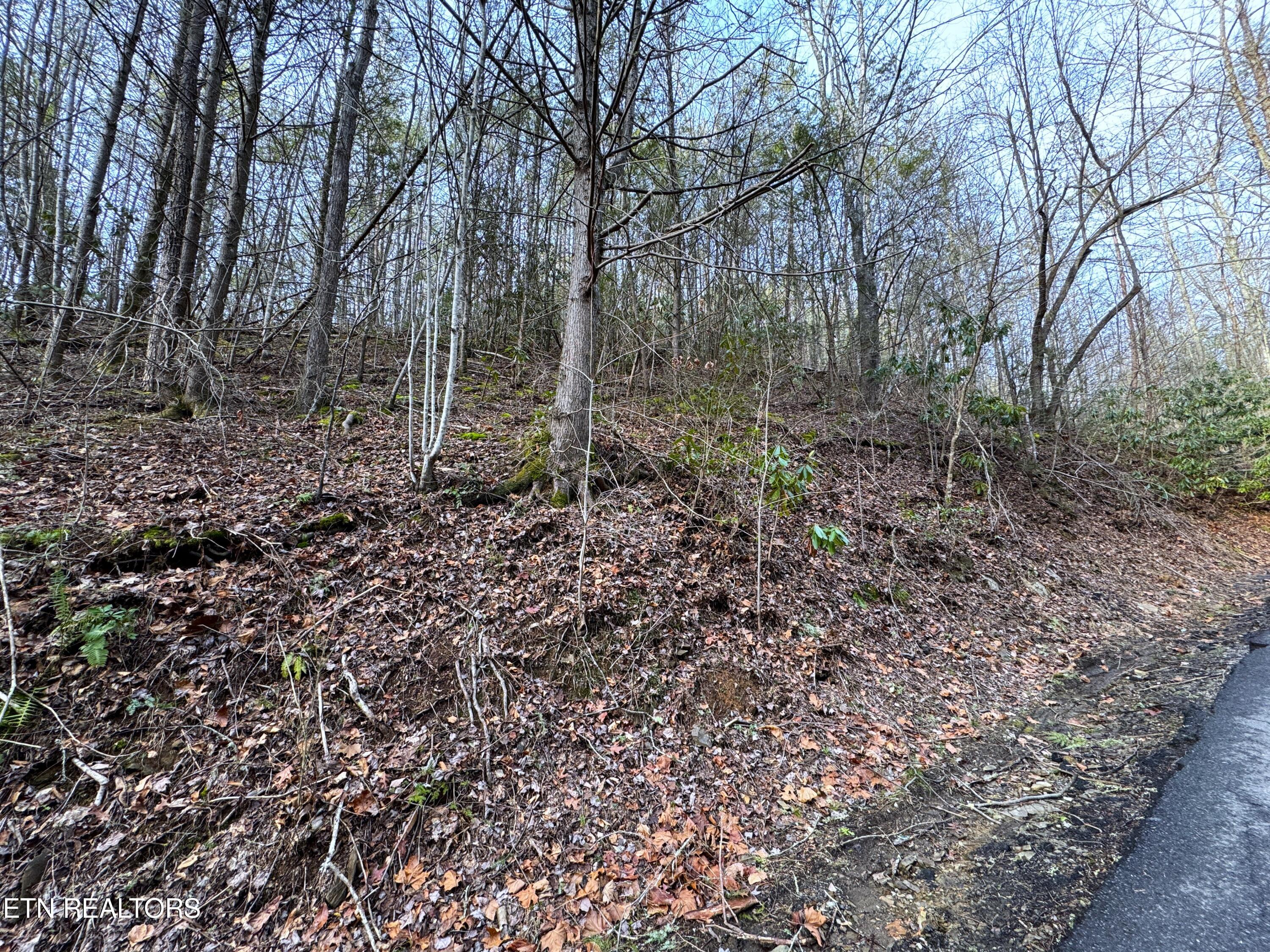 Black Gum Road Gatlinburg, TN 37738 - Photo 1 of 9 IMG_0775