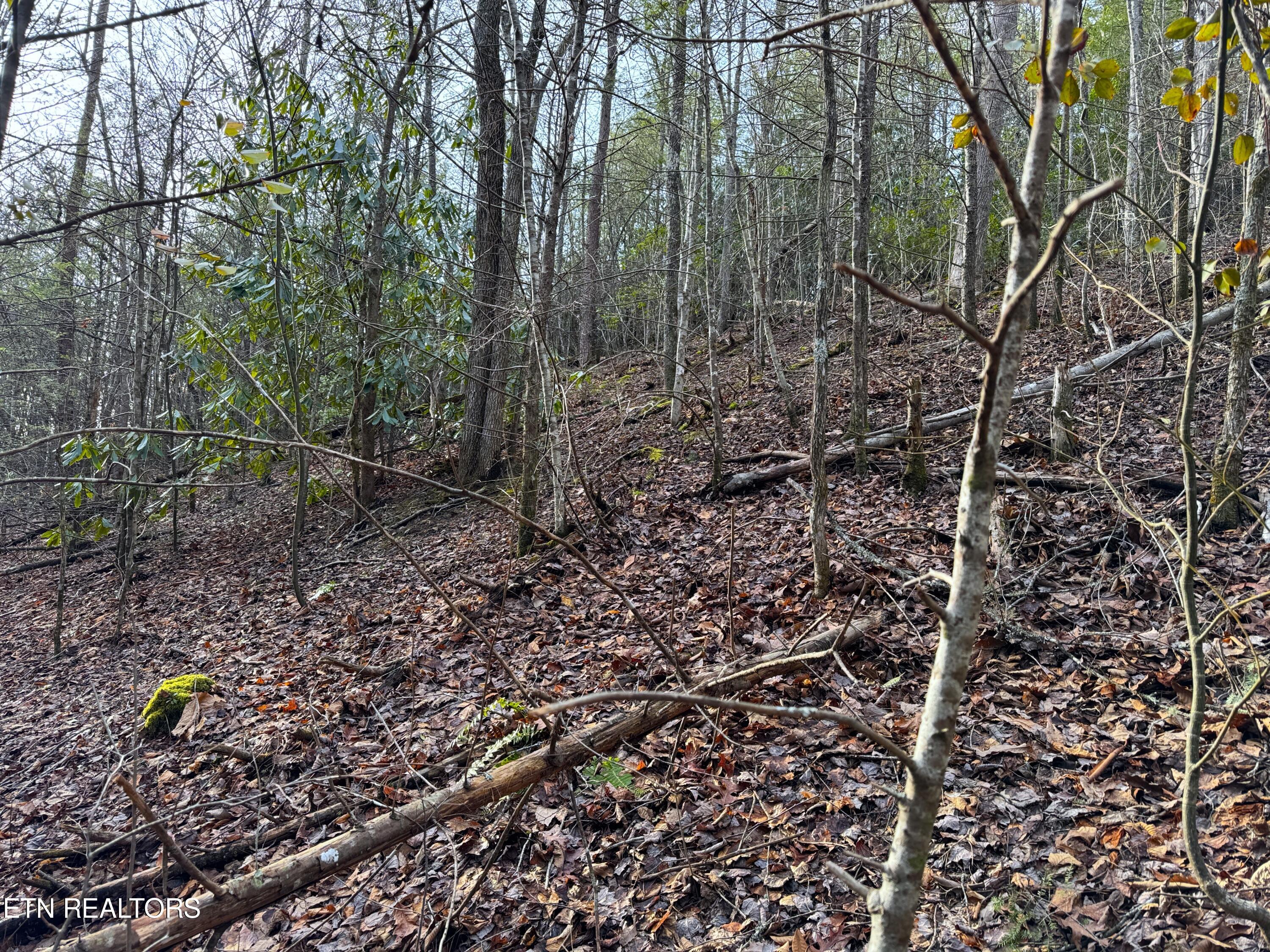 Black Gum Road Gatlinburg, TN 37738 - Photo 2 of 9 IMG_0770