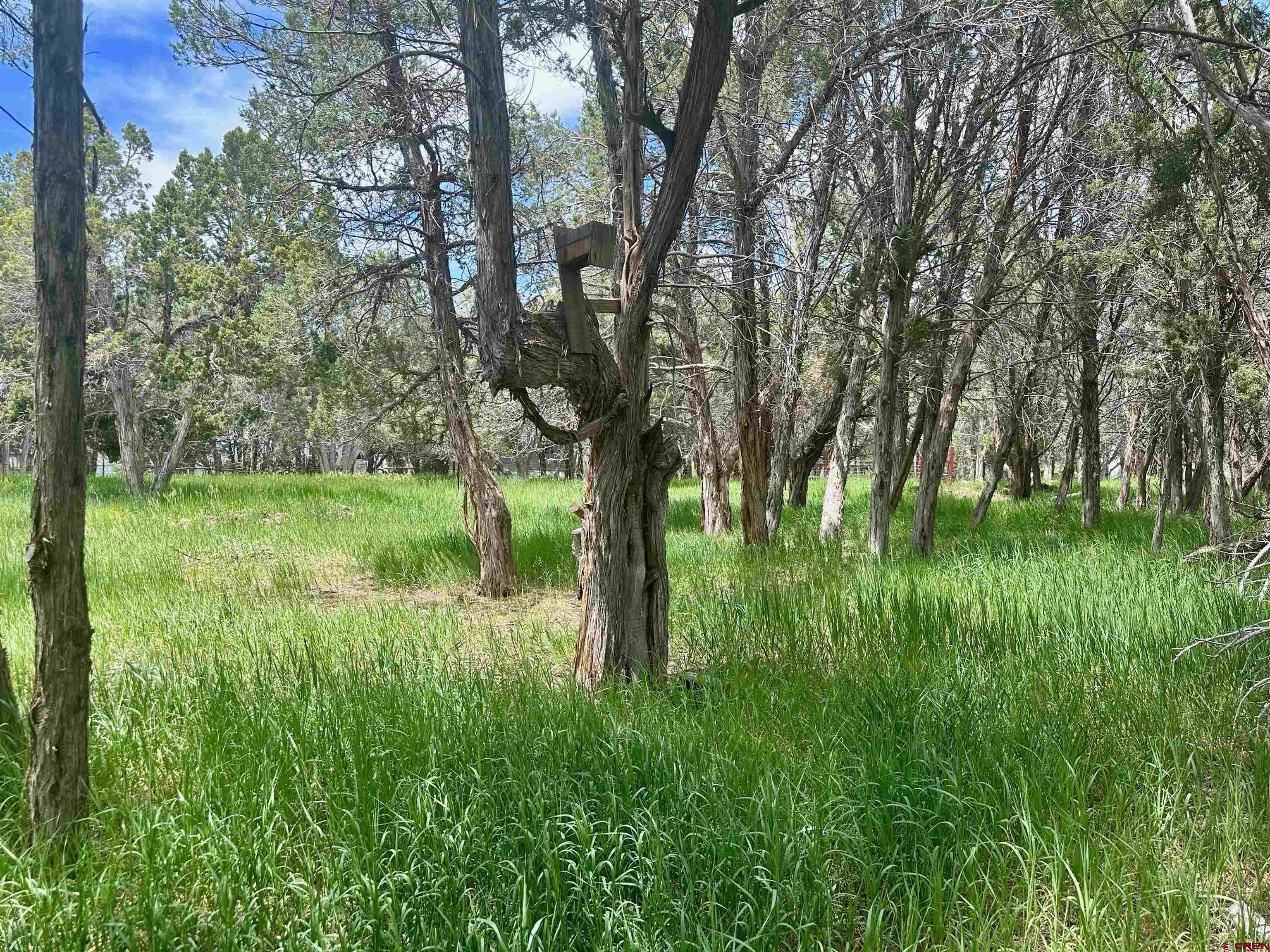 41559 Road H 25 Mancos Co 81328 Mancos, CO 81328 - Photo 18 of 20 a lush green forest with lots of trees