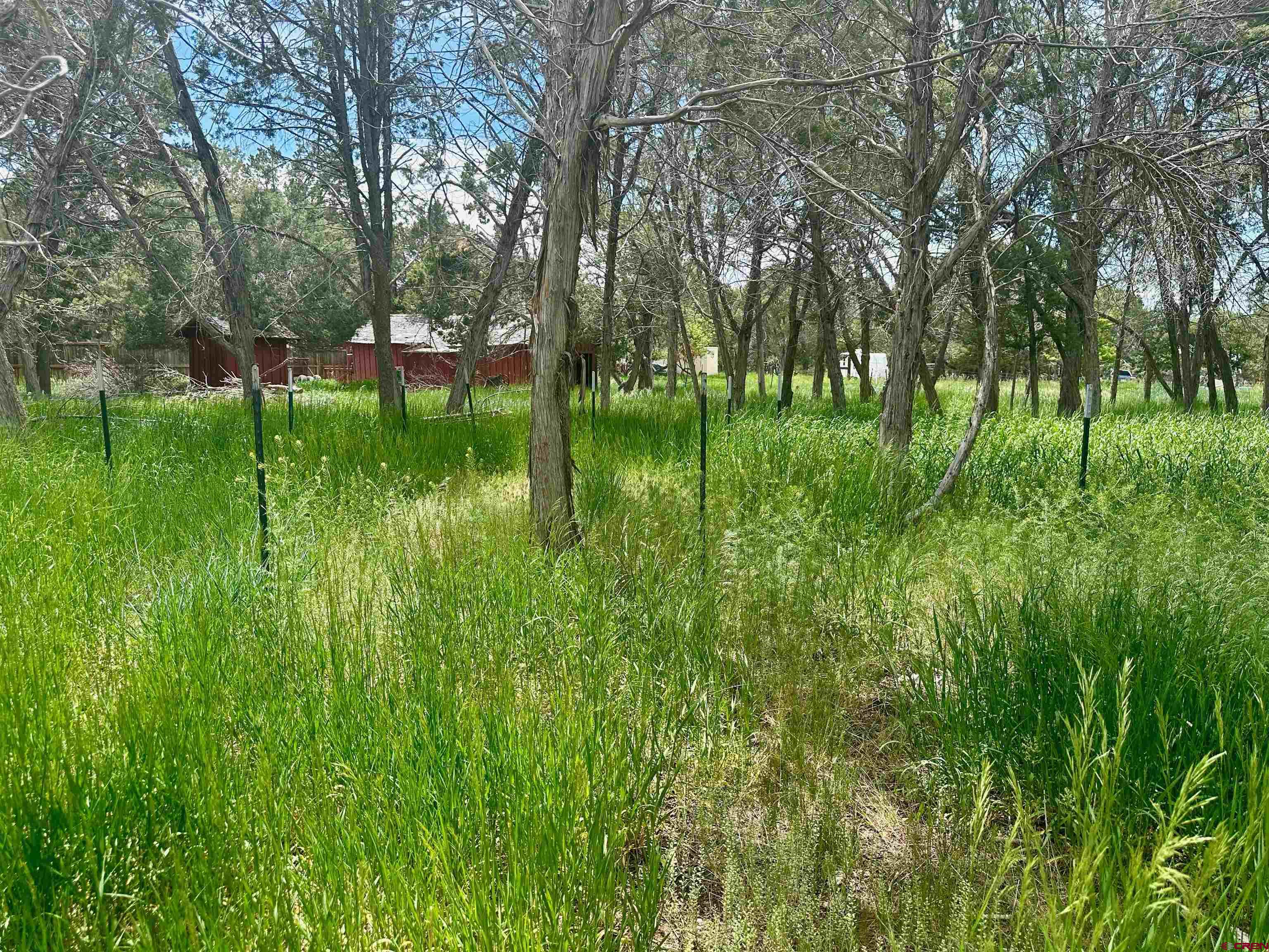41559 Road H 25 Mancos Co 81328 Mancos, CO 81328 - Photo 19 of 20 a view of yard with green space