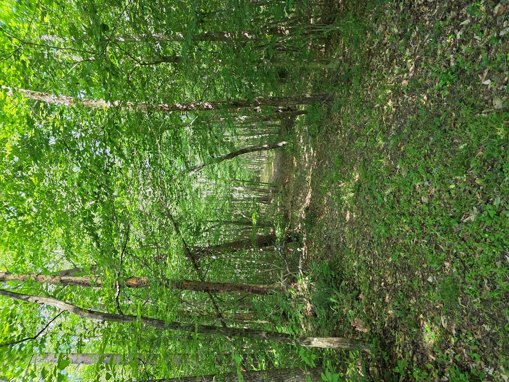 1408 Piney Mountain Road Appomattox, VA 24522 - Photo 84 of 85 Gallery Image 84