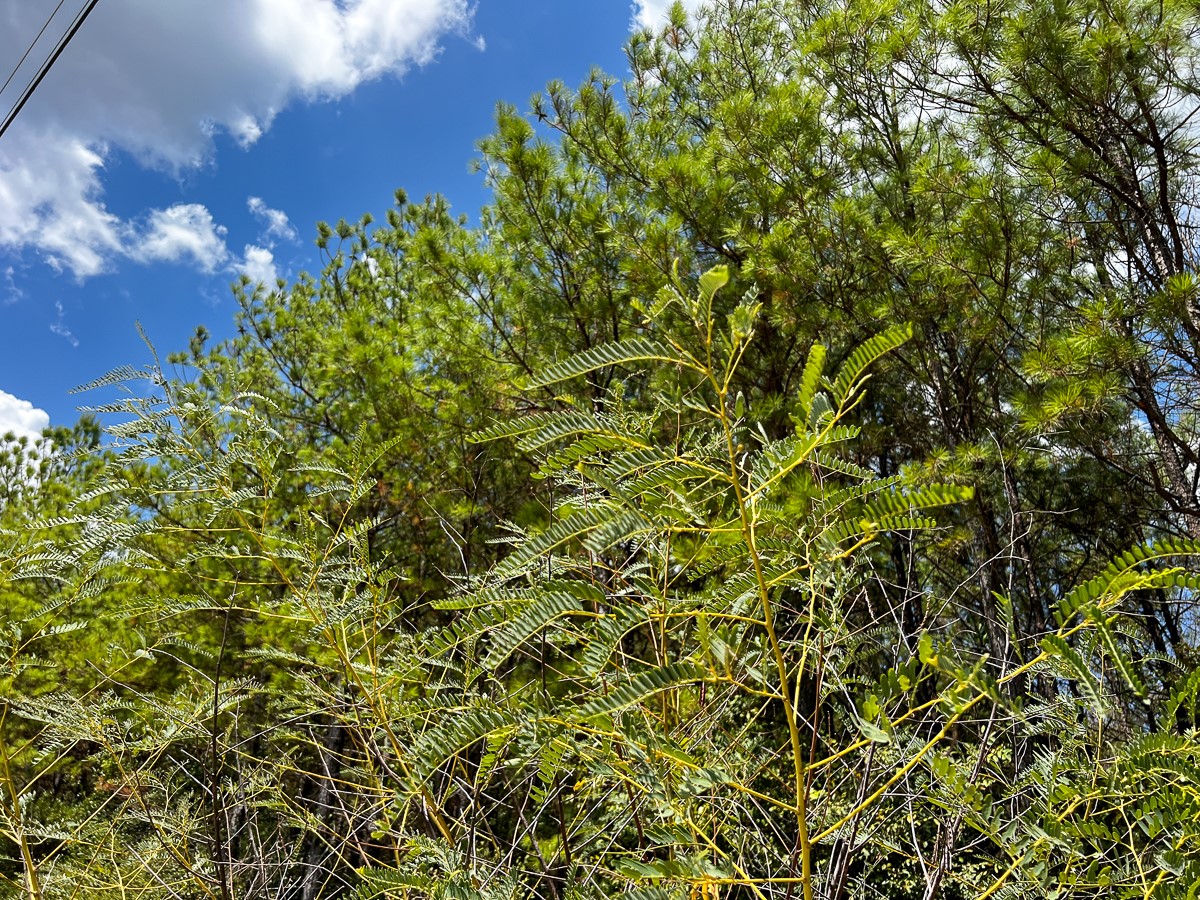 0 Lost Indian Camp Road Huntsville, TX 77320 - Photo 11 of 16 a view of a lush green space