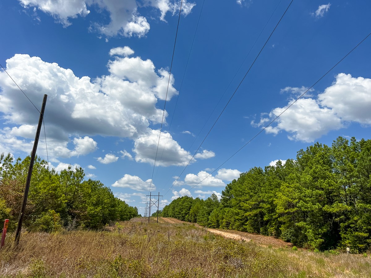 0 Lost Indian Camp Road Huntsville, TX 77320 - Photo 14 of 16 a view of a bunch of flowers in middle of garden