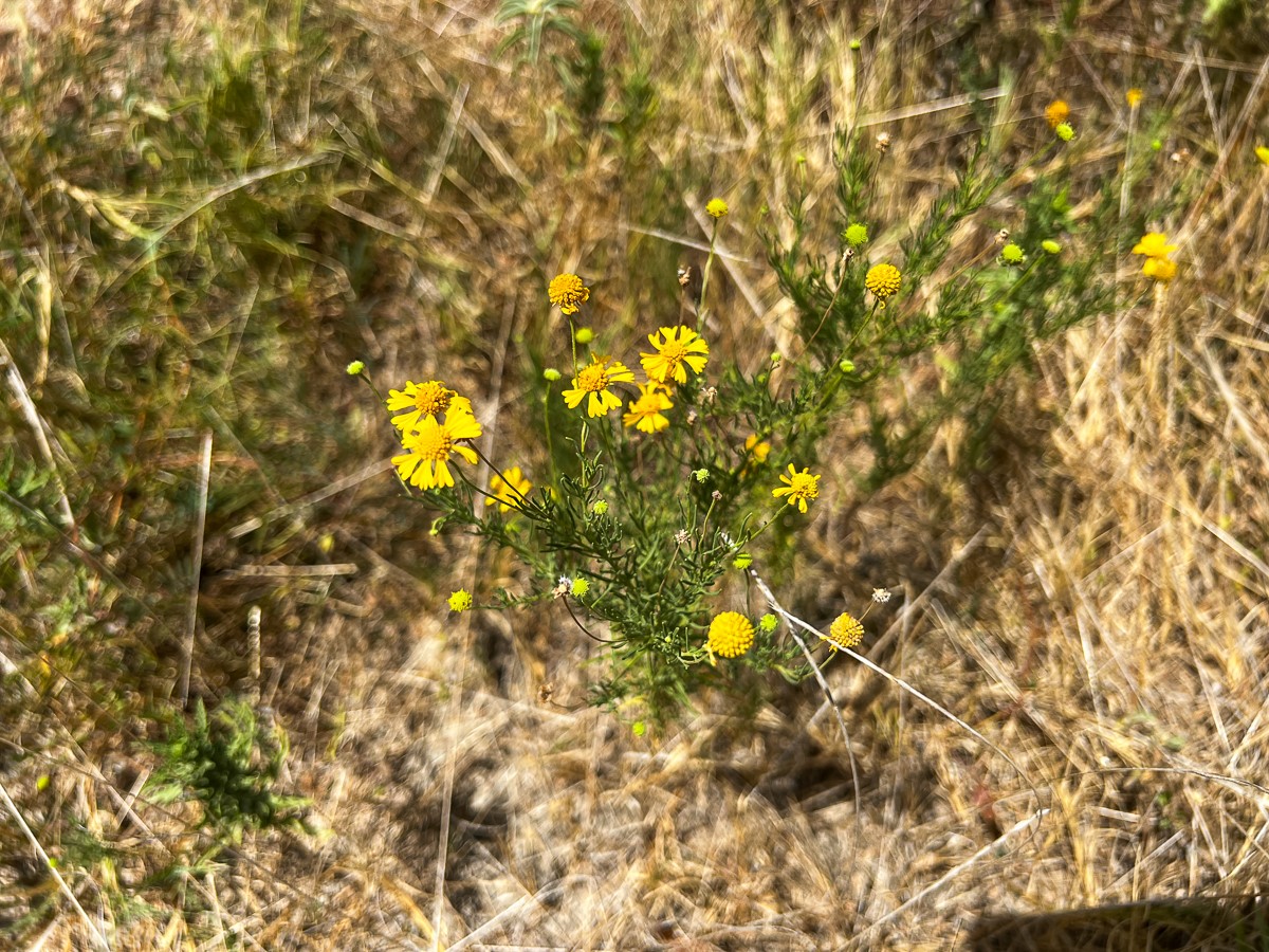 0 Lost Indian Camp Road Huntsville, TX 77320 - Photo 15 of 16 a view of a tree
