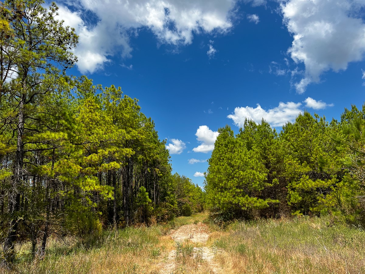 0 Lost Indian Camp Road Huntsville, TX 77320 - Photo 4 of 16 a view of a lake