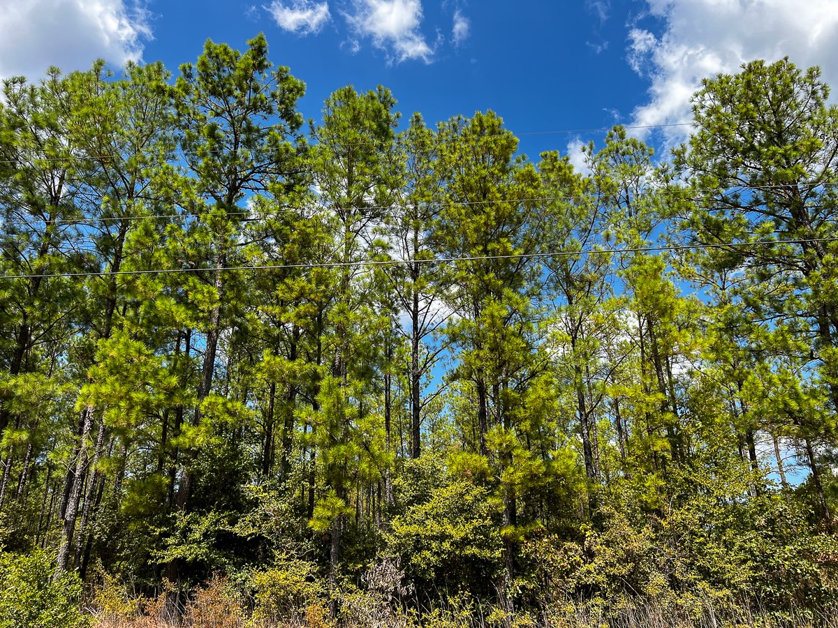 0 Lost Indian Camp Road Huntsville, TX 77320 - Photo 5 of 16 a view of a bunch of plants and trees